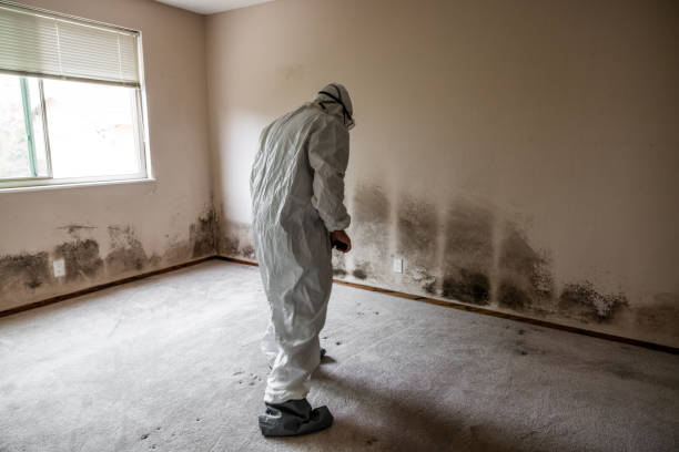 Best Residential Mold Remediation in Carbondale, PA